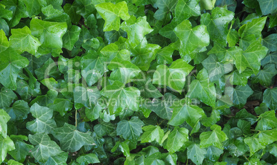 Ivy Hedera plant