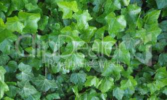 Ivy Hedera plant
