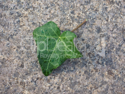 Ivy Hedera plant leaf