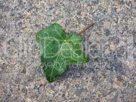 Ivy Hedera plant leaf