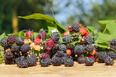 black raspberry with a lot of ripe berries