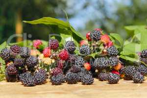 black raspberry with a lot of ripe berries
