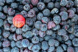 strawberry on the black raspberries