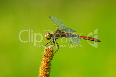 dragonfly sitting on the spikelet