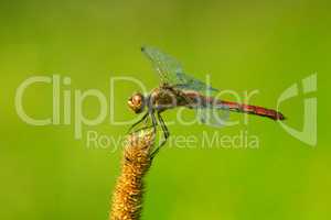 dragonfly sitting on the spikelet