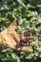 Picking radishes in the garden