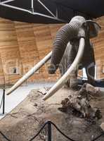 Model of mastodon
