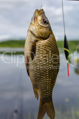 Carp caught on a hook