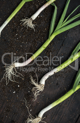 Fresh green garlic