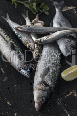 Sea bream, sea bass, mackerel and sardines