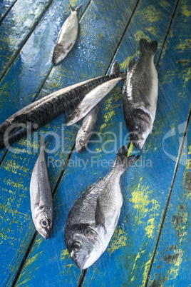 Wash fish. Sea bream, sea bass, mackerel and sardines