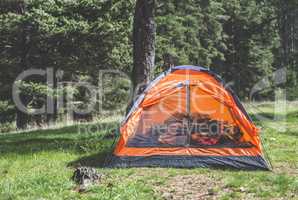 Orange tent in a pine forest