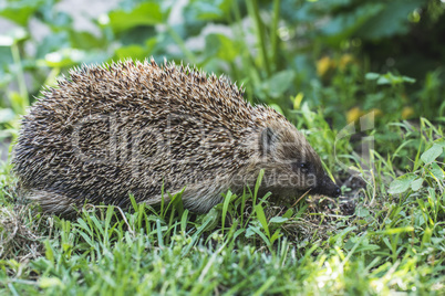 Hedgehog on green lawn