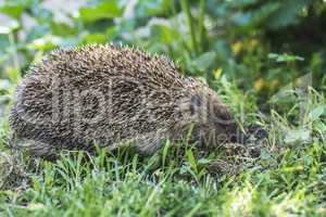 Hedgehog on green lawn