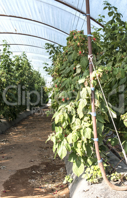 Raspberry plantation