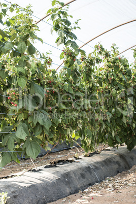 Raspberry plantation