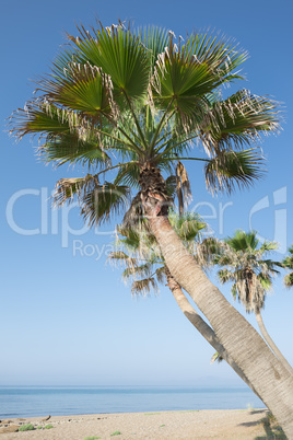 Palm tree on the beach