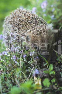 Hedgehog on a mountain meadow