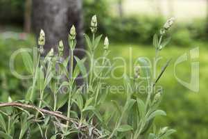 Salvia in a home garden