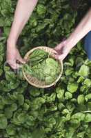 Picking spinach in a home garden