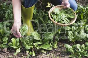 Picking spinach in a home garden