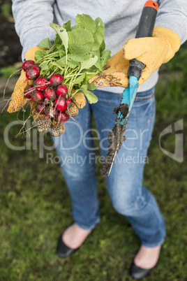 Woman hold bunch of radishes