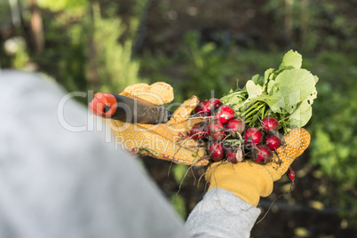 Woman hold bunch of radishes