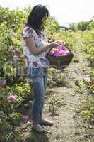 Woman picking color of oilseed roses