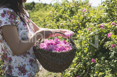 Woman picking color of oilseed roses