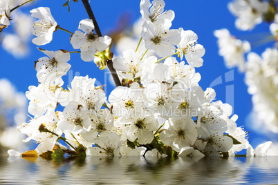 Kirschblüten mit Reflektion im Wasser