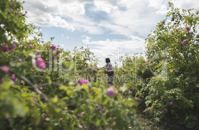 Woman picking color of oilseed roses