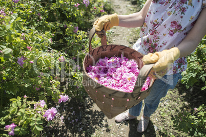 Woman picking color of oilseed roses
