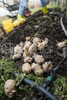 Seeding potatoes