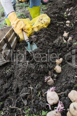 Seeding potatoes