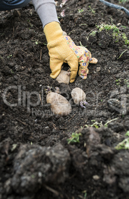 Seeding potatoes