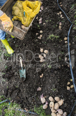 Seeding potatoes