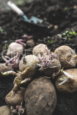 Seeding potatoes