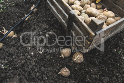 Seeding potatoes