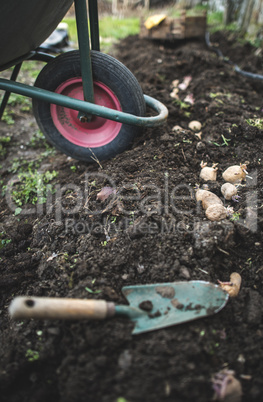 Seeding potatoes