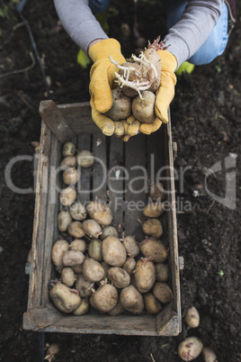 Seeding potatoes