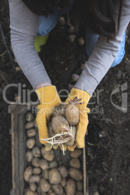 Seeding potatoes