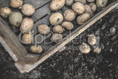 Seeding potatoes