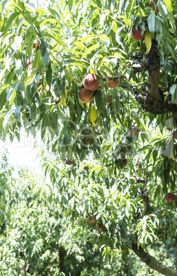 Peaches tree