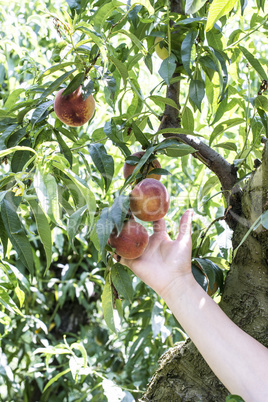 Woman harvest peaches in basket.