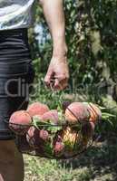 Woman harvest peaches in basket.