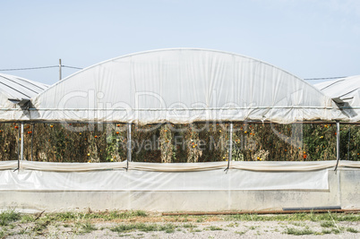 Greenhouse with tomatoes