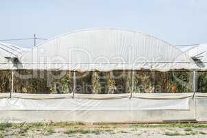 Greenhouse with tomatoes