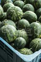 Watermelons in a a large crate