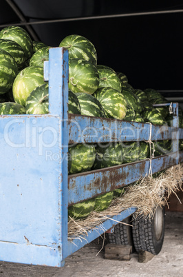 Watermelons in the trailer