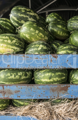 Watermelons in the trailer